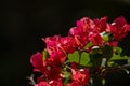 Reddish purple Bouganvillea flower branch against dark background.