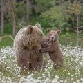 Selective focus of the fluffy brown big bear with its adorable small cub on the grassy field