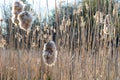 Fluffy Common Cattails At Sunset In A Wetland