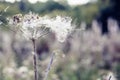 Selective focus, fluffy thistle plants in Hampstead Heath of London Royalty Free Stock Photo