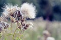Selective focus, fluffy thistle plants in Hampstead Heath of London Royalty Free Stock Photo