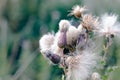 Selective focus, fluffy thistle plants in Hampstead Heath of London