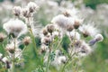 Selective focus, fluffy thistle plants in Hampstead Heath of London