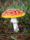 selective focus of fly agaric or fly amanita mushroom (Amanita muscaria) on a forest floor with blurred background Royalty Free Stock Photo