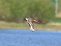 Selective focus of a flying bar-tailed godwit against a blurred background