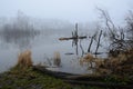 Selective focus of a foggy and scary lake surrounded by trees and big pieces of woods