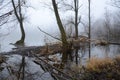 Selective focus of a foggy and scary lake surrounded by trees and big pieces of woods