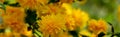 Selective focus on foreground of bright yellow flowers of Japanese kerria or Kerria japonica pleniflora on natural blurred dark Royalty Free Stock Photo