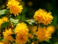 Selective focus on foreground of bright yellow flowers of Japanese kerria or Kerria japonica pleniflora on natural blurred Royalty Free Stock Photo