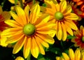 Large yellow daisy petals. Warm orange background Royalty Free Stock Photo