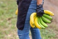 selective focus four bright yellow and green bananas in the hand of a gardener woman Wearing black gloves sold at the Thai fruit Royalty Free Stock Photo