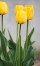 Selective focus. Four yellow tulips in the garden with green leaves. Blurred background. A flower that grows among the grass on a Royalty Free Stock Photo