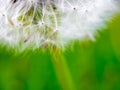 Selective focus on fragile fluffy white dandelion seeds. Dreaminess. Lightness. Royalty Free Stock Photo