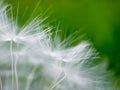 Selective focus on fragile fluffy white dandelion seeds. Dreaminess. Lightness.