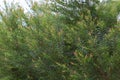 Selective focus at Fragrant pine leaves growth in the nature