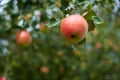 Selective focus of a fresh apple on a tree branch against a blurred background Royalty Free Stock Photo