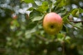 Selective focus of a fresh apple on a tree branch against a blurred background Royalty Free Stock Photo