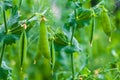 Selective focus on fresh bright green pea pods on a pea plants in a garden. Royalty Free Stock Photo