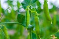 Selective focus on fresh bright green pea pods on a pea plants in a garden. Royalty Free Stock Photo