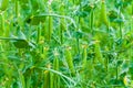 Selective focus on fresh bright green pea pods on a pea plants in a garden. Royalty Free Stock Photo