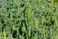 Selective focus on fresh bright green pea pods on a pea plants in a garden. Growing peas outdoors Royalty Free Stock Photo