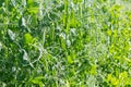 Selective focus on fresh bright green pea pods on a pea plants in a garden. Growing peas outdoors Royalty Free Stock Photo