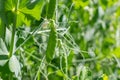 Selective focus on fresh bright green pea pods on a pea plants in a garden. Growing peas outdoors Royalty Free Stock Photo