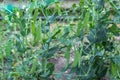 Selective focus on fresh bright green pea pods on a pea plants in a garden Royalty Free Stock Photo