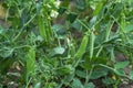 Selective focus on fresh bright green pea pods on a pea plants in a garden Royalty Free Stock Photo