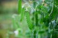 Selective focus on fresh bright green pea pods on a pea plants in a garden. Growing peas outdoors and blurred background Royalty Free Stock Photo