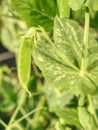 Fresh bright green pea pods on a pea plants in a garden. Royalty Free Stock Photo