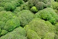 Fresh broccoli background, green vegetable texture