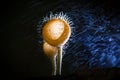 Selective focus of fresh cup mushroom with water droplet in nature in forest on blurred water drops background