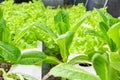 Selective focus Fresh green Cos salad on organic farms Royalty Free Stock Photo