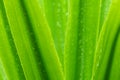 Selective focus fresh green leaves with raindrop. Water drops or rain drop on green plant leaves in garden. Nature background. Royalty Free Stock Photo