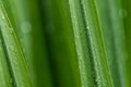 Selective focus fresh green leaves with raindrop. Water drops or rain drop on green plant leaves in garden. Nature background. Royalty Free Stock Photo