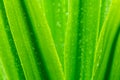 Selective focus fresh green leaves with raindrop. Water drops or rain drop on green plant leaves in garden. Nature background. Royalty Free Stock Photo