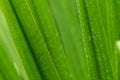 Selective focus fresh green leaves with raindrop. Water drops or rain drop on green plant leaves in garden. Nature background. Royalty Free Stock Photo