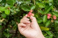 Selective focus on fresh mango yawn lime booing or Bengal Currant with woman`s hand harvesting them,