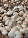 Selective focus of mushrooms growing in a dirt farm inside a grocery store