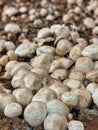 Selective focus of mushrooms growing in a dirt farm inside a grocery store Royalty Free Stock Photo