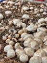 Selective focus of mushrooms growing in a dirt farm inside a grocery store Royalty Free Stock Photo