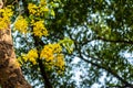 Selective focus fresh yellow flowers of Cassia fistula also known as golden shower tree at Deer Park in Hauz Khas complex at Delhi Royalty Free Stock Photo