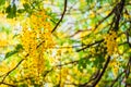 Selective focus fresh yellow flowers of Cassia fistula also known as golden shower tree at Deer Park in Hauz Khas complex at Delhi Royalty Free Stock Photo