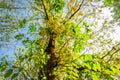 Selective focus fresh yellow flowers of Cassia fistula also known as golden shower tree at Deer Park in Hauz Khas complex at Delhi Royalty Free Stock Photo