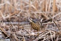 Selective focus frontal view of American bittern standing in dry bulrushes in wetland pond