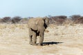 Selective focus frontal view of old elephant bull walking calmly across an arid area Royalty Free Stock Photo