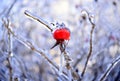 Selective focus of frozen rosehip berry growing on a branch covered with ice and icicle on a winter day in Russia