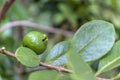 Selective focus of fruit of an araÃÂ§ÃÂ¡ or Cattley guava with the scientific name Psidium cattleianum.
