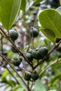 Selective focus of fruit of an araÃÂ§ÃÂ¡ or Cattley guava with the scientific name Psidium cattleianum.